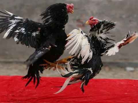 Laga Ayam Jago Taji Online Uang Asli