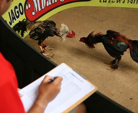 Cara Main Judi Sabung Ayam Online S128